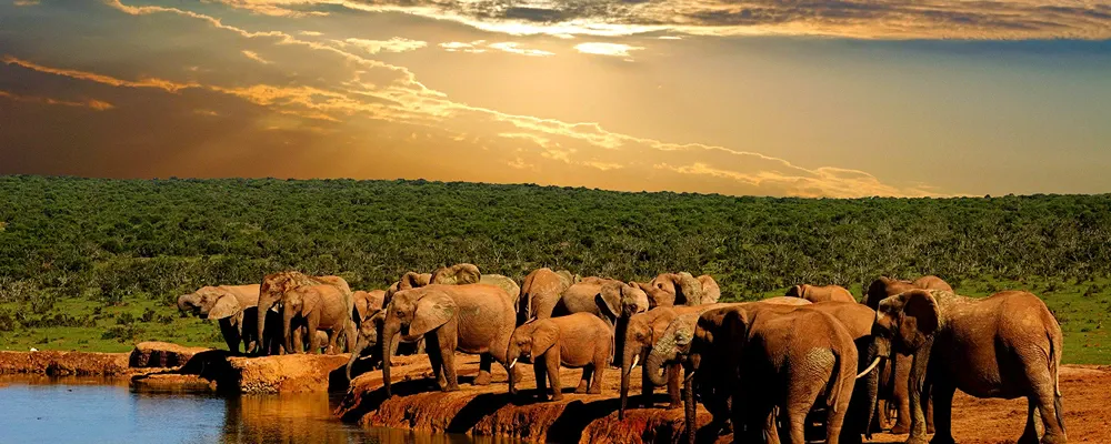 Practical Tips and Recommendations for Visiting Addo Elephant National Park