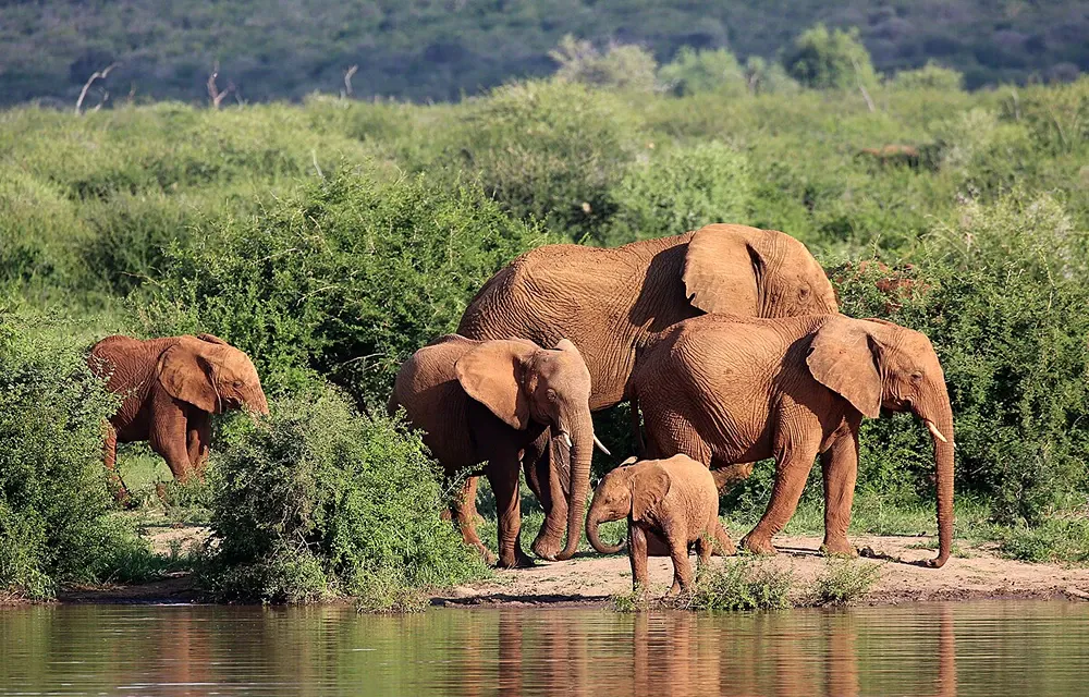 Activities and Attractions in Madikwe Game Reserve