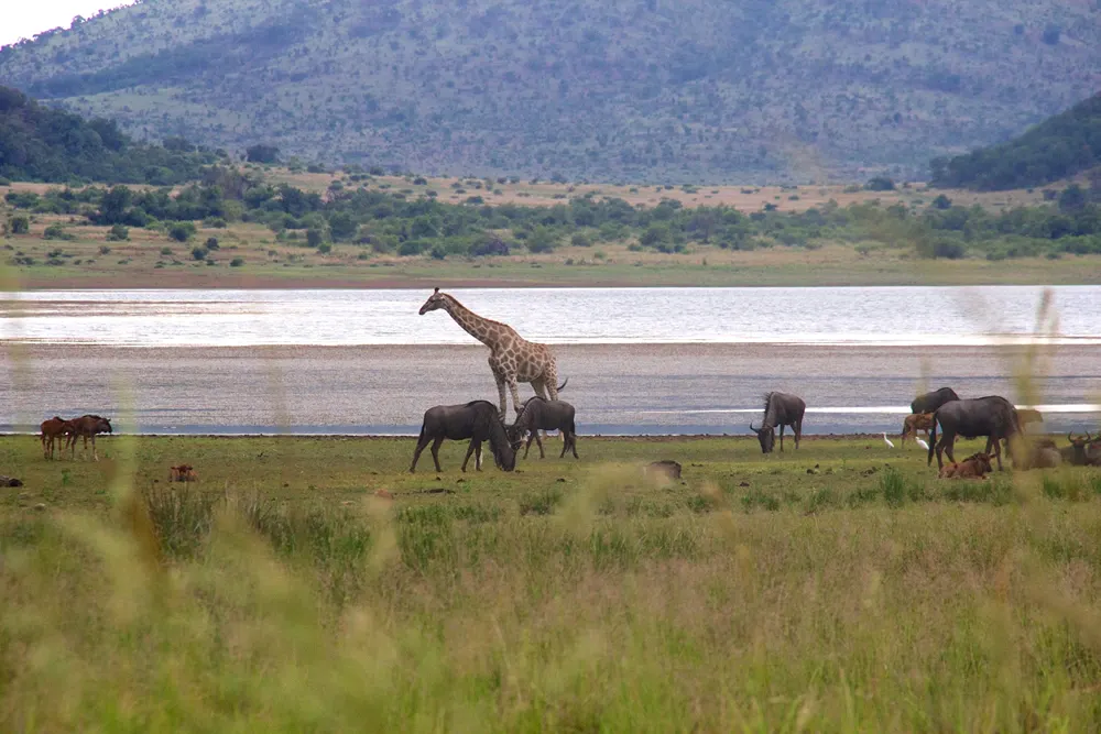 Wildlife and Safari Options in Pilanesberg National Park