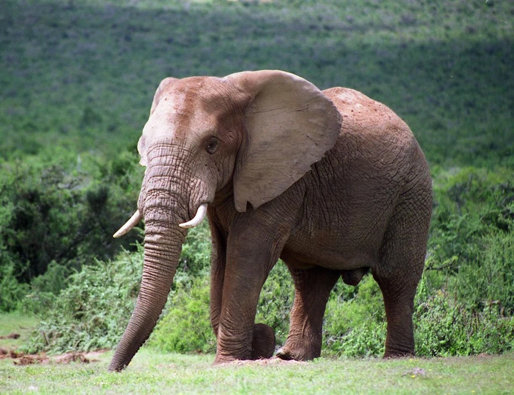 Wildlife and Attractions in Addo Elephant National Park