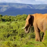 Addo Elephant National Park