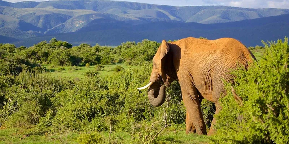 Addo Elephant National Park