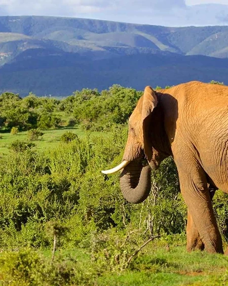 Addo Elephant National Park