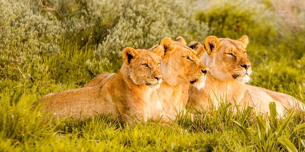 Entry Fees and Operating Hours for Hluhluwe-iMfolozi Park