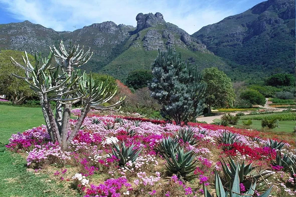 Visitor Reviews and Tips for Kirstenbosch National Botanical Garden