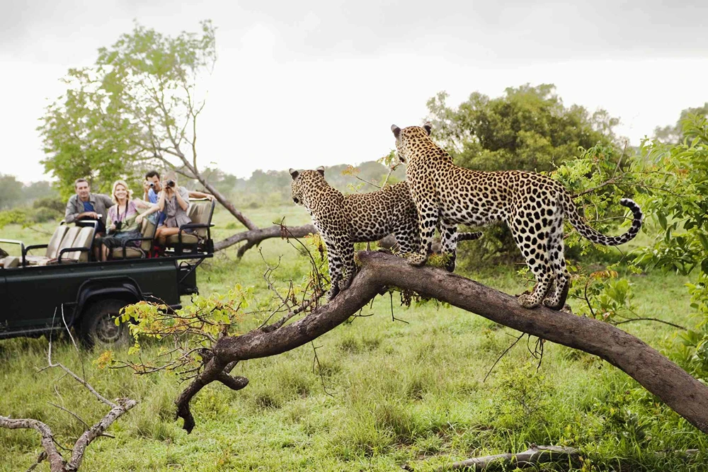 Exploring Wildlife in Kruger National Park
