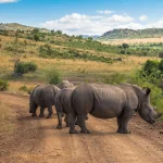 Pilanesberg National Park