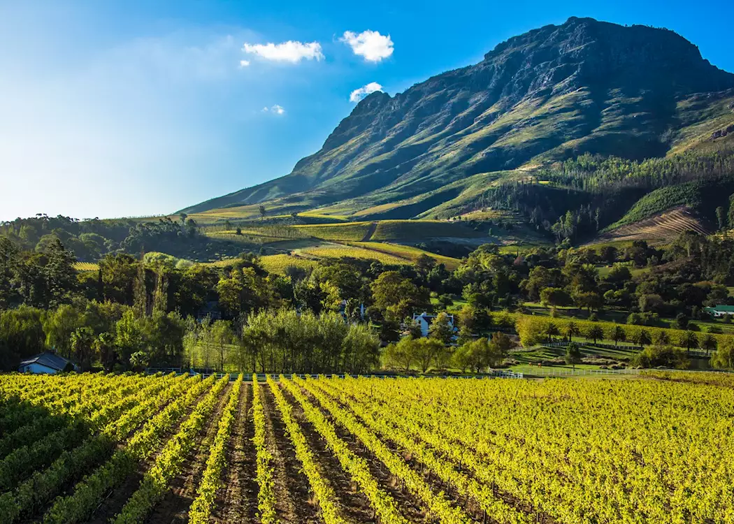 Stellenbosch: Wine Tasting and Vineyard Tours