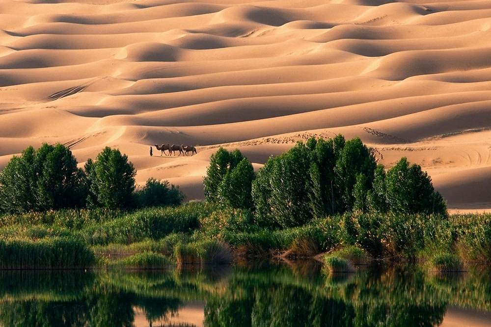 Adventurous Drive through the Liwa Desert